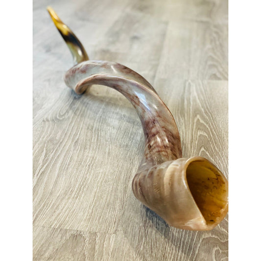 Polished Shofar